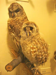 Owls at the Smithsonian