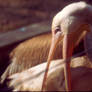 Pelican