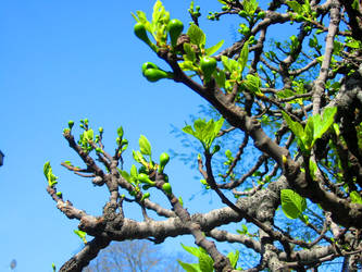 Shootout Branches