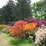 Alley of rhododendrons 6