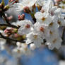 Blossoms and Blue Skies 2