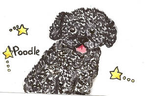 Little Poodle