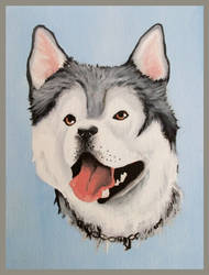 Husky Commission 1