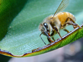 Hungry Bee