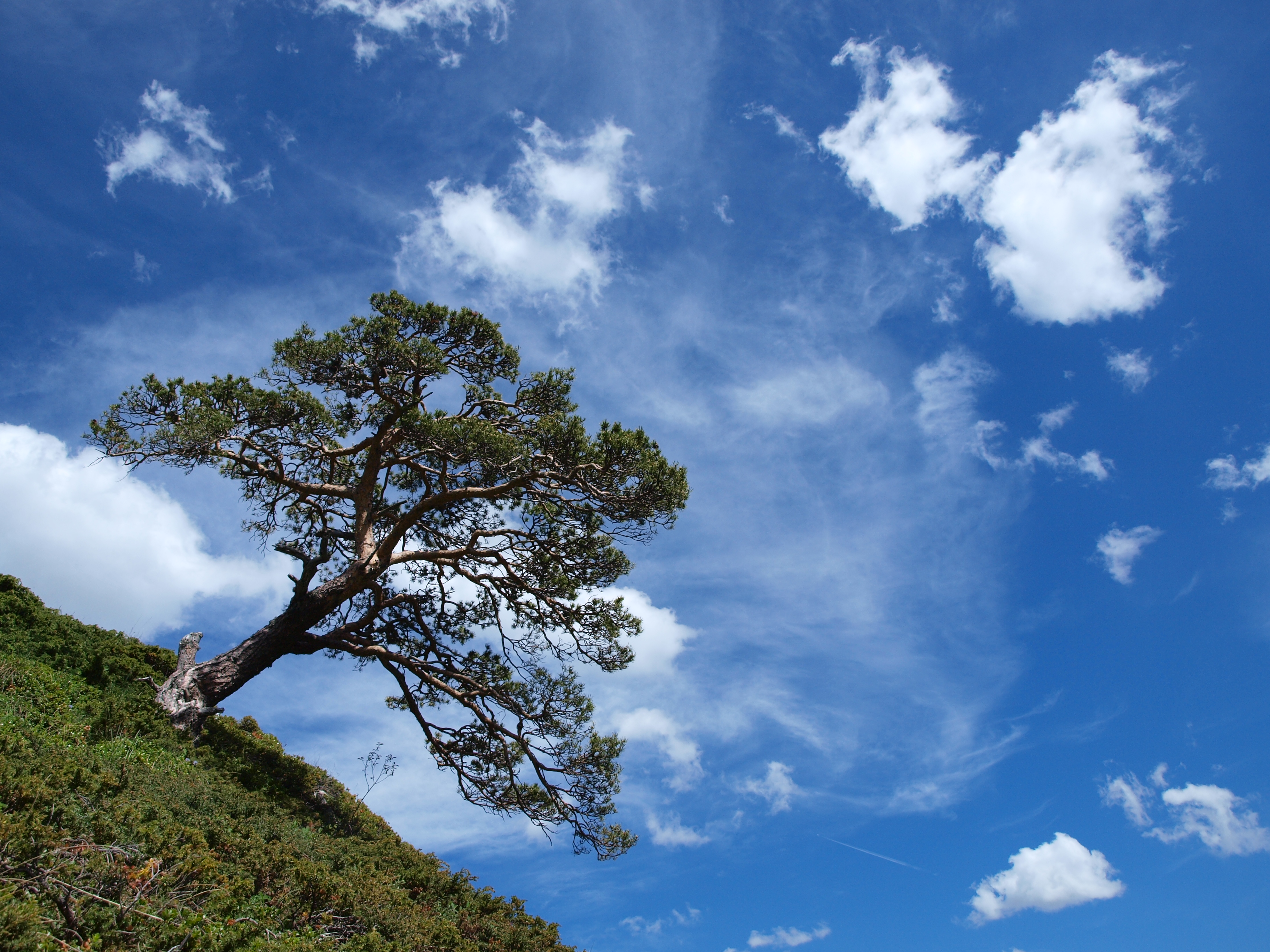 The tree and the sky