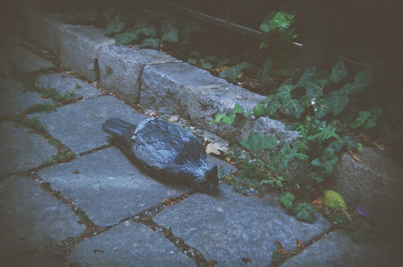 Wien in Holga 135BC: Carved Pigeon