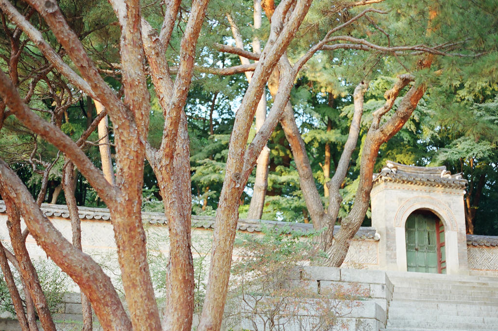 Changdeokgung Palace: Secrets by neuroplasticcreative
