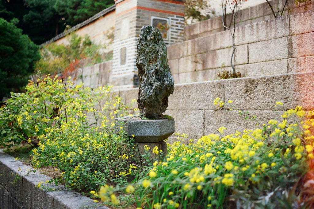 Changdeokgung Palace: Faith in Nature by neuroplasticcreative