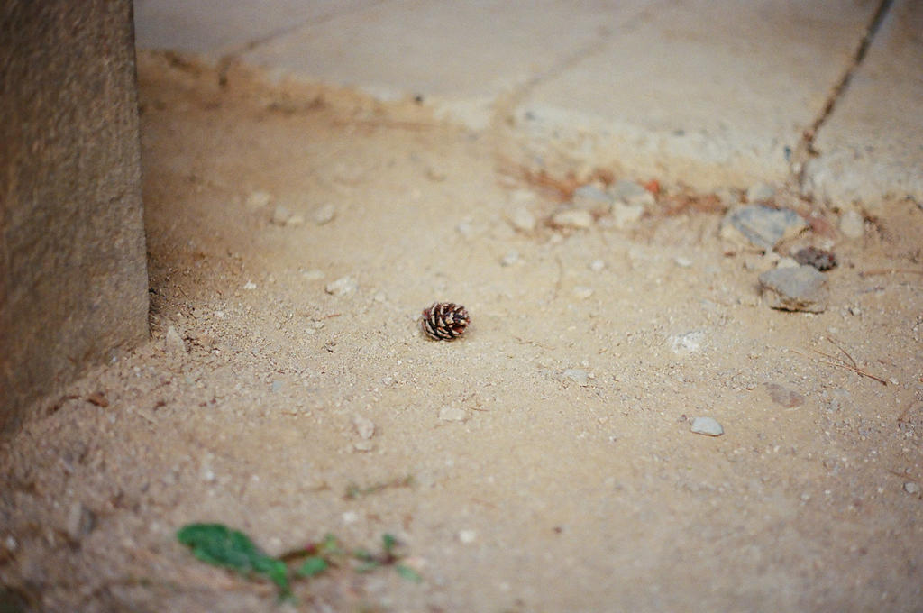 Changdeokgung Palace: Pinecone Shortcut by neuroplasticcreative