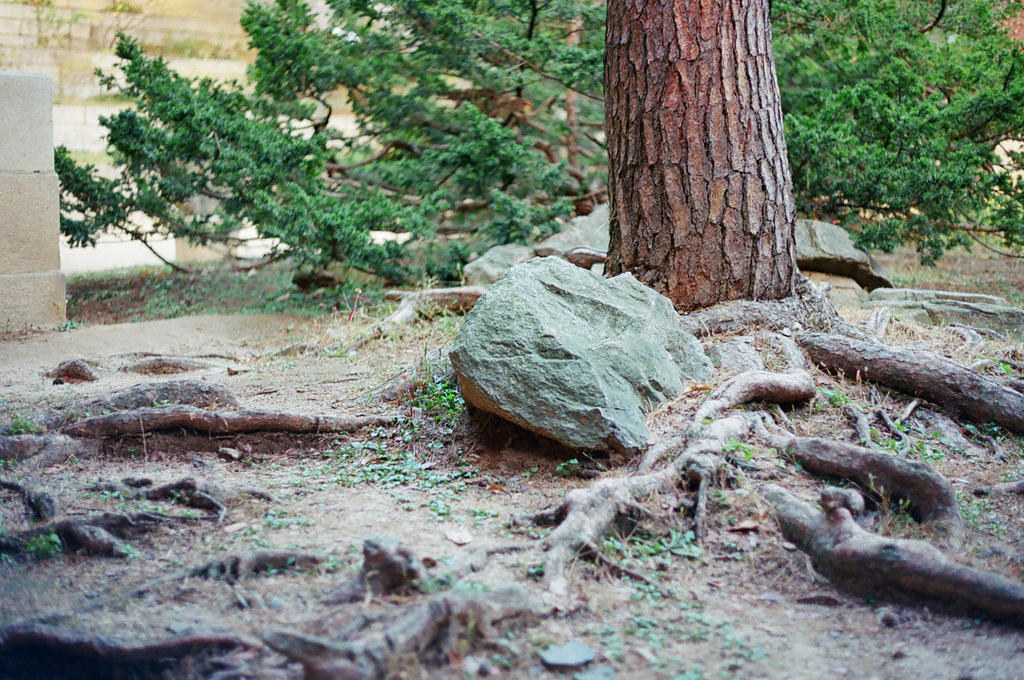 Changdeokgung Palace: Wise Roots by neuroplasticcreative