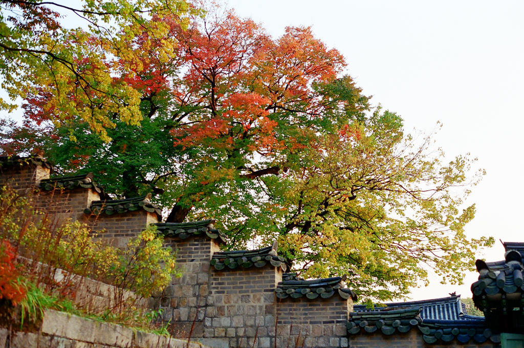 Changdeokgung Palace: Trees I by neuroplasticcreative