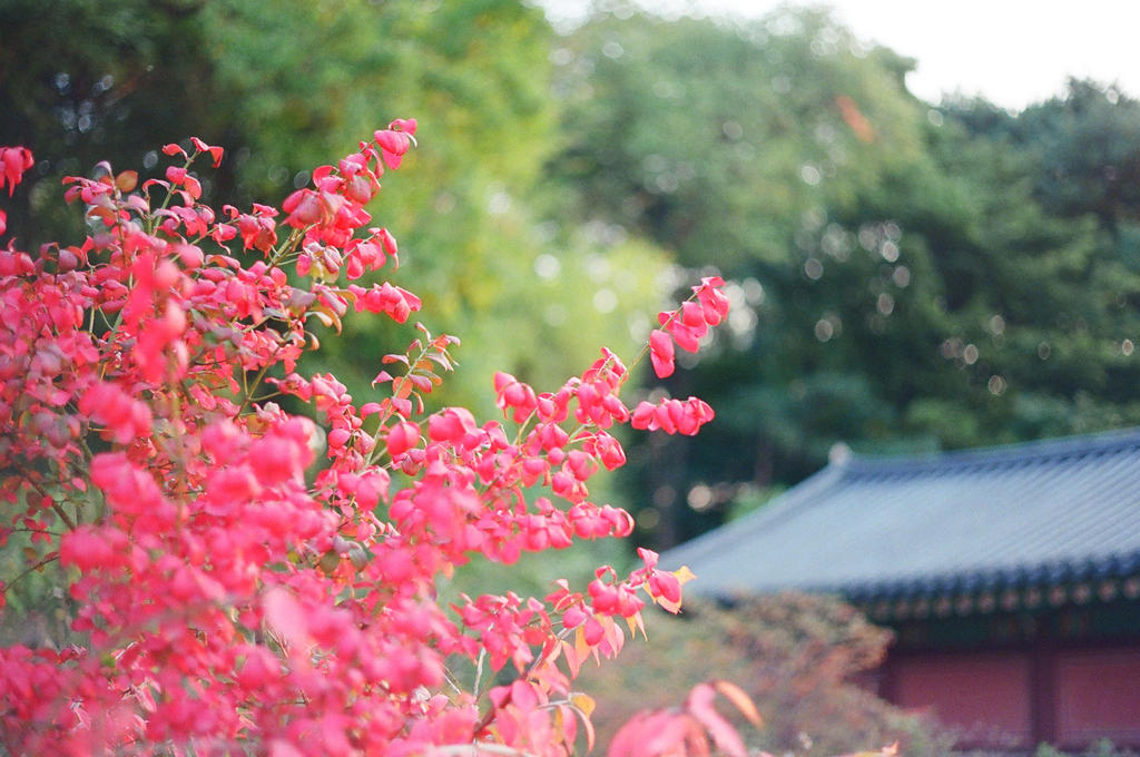 Changdeokgung Palace: Nature Observed II by neuroplasticcreative