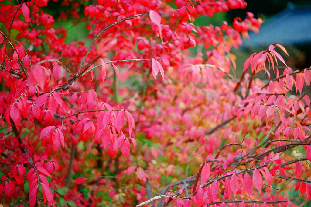 Changdeokgung Palace: Nature Observed I by neuroplasticcreative
