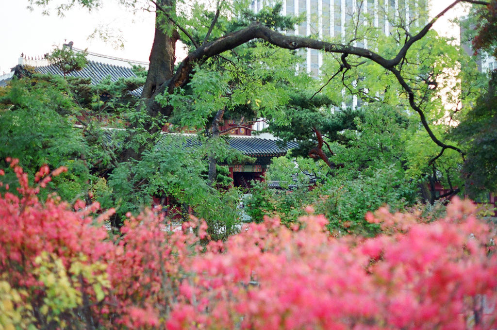 Changdeokgung Palace: Nature Observed IV by neuroplasticcreative