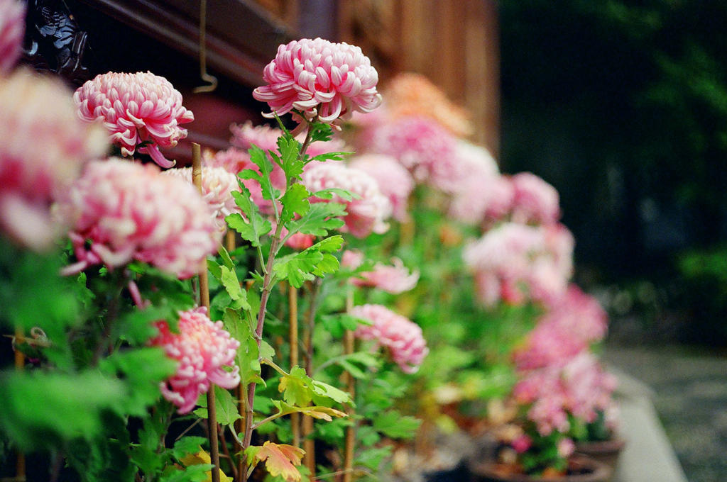 Lan Su: Pink, lined up II by neuroplasticcreative