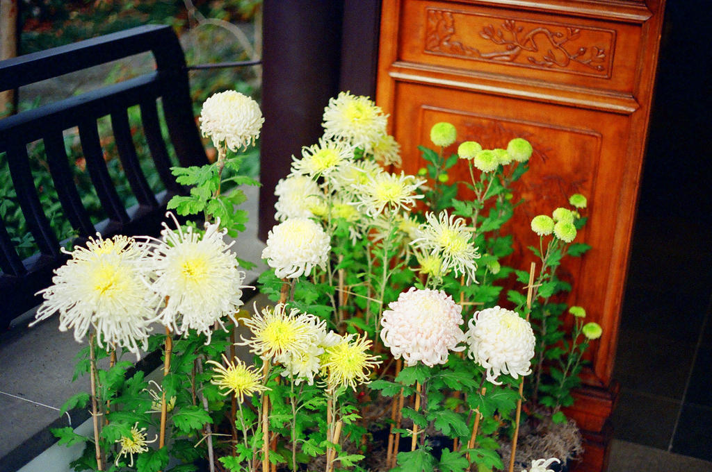 Lan Su: Yellow and White by neuroplasticcreative