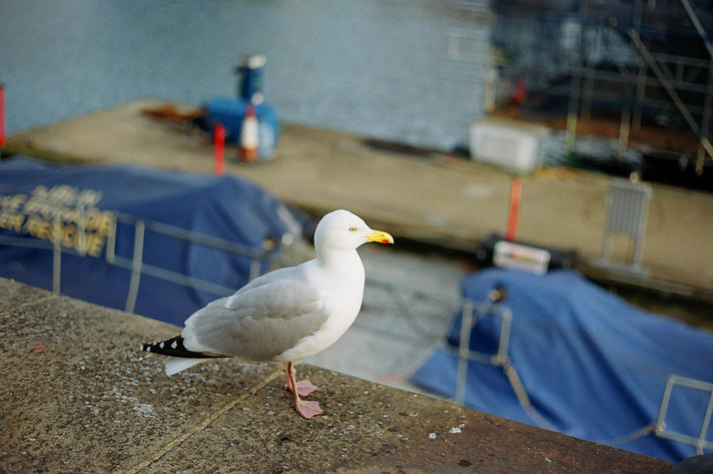 Grand Canal Dock: Seagull-Looking Fellow by neuroplasticcreative