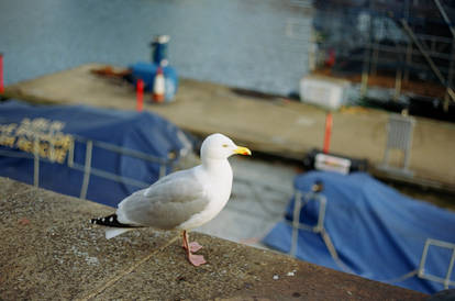 Grand Canal Dock: Seagull-Looking Fellow