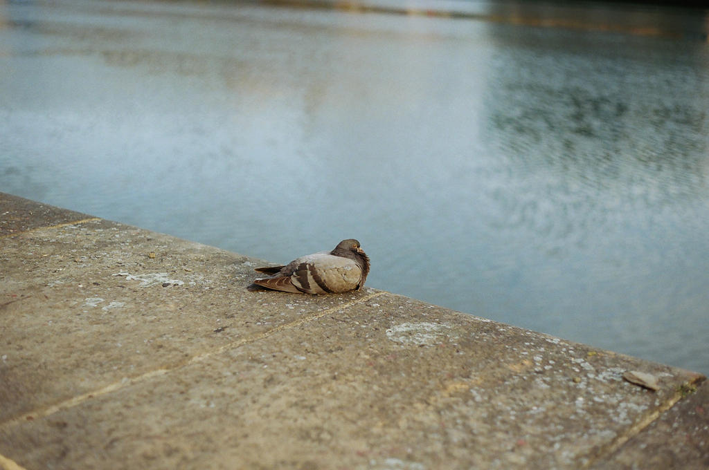 Grand Canal Dock: When sea-wind swept the corner by neuroplasticcreative