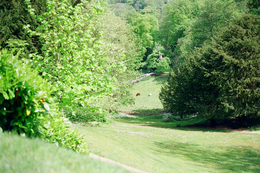 Prior Park Landscape Garden: Down The Hill by neuroplasticcreative