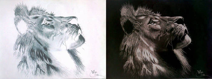 Inverted Lion Pencil Drawing by Criss :)