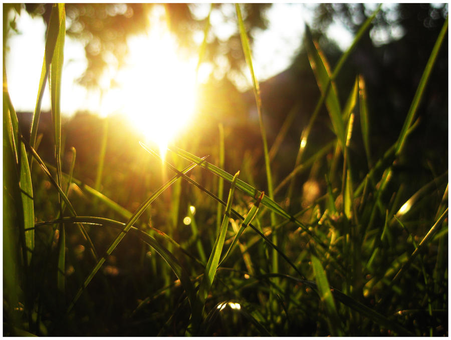 Sunset in the grass