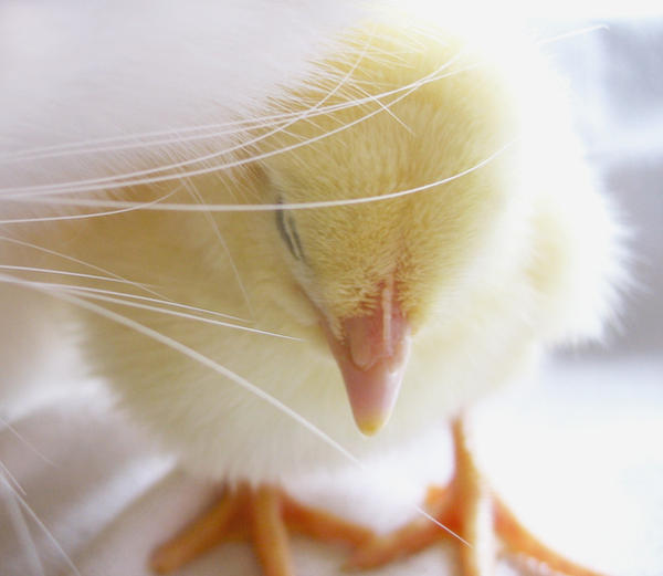 Fluffy Chick