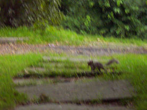 Squirrel in thePath