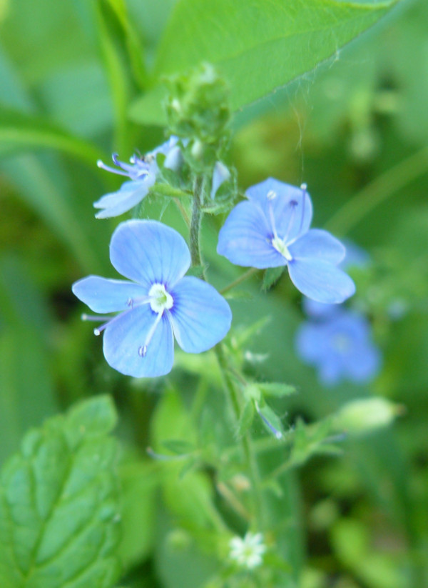 blue flower