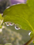 raindrop by andi40