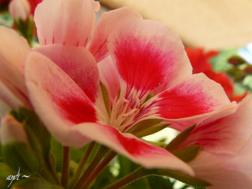 pink flower