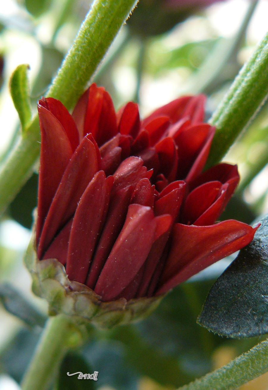 red flower