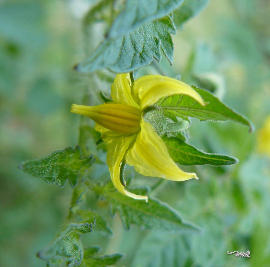 the flower of the tomato