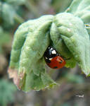 ladybird~ by andi40