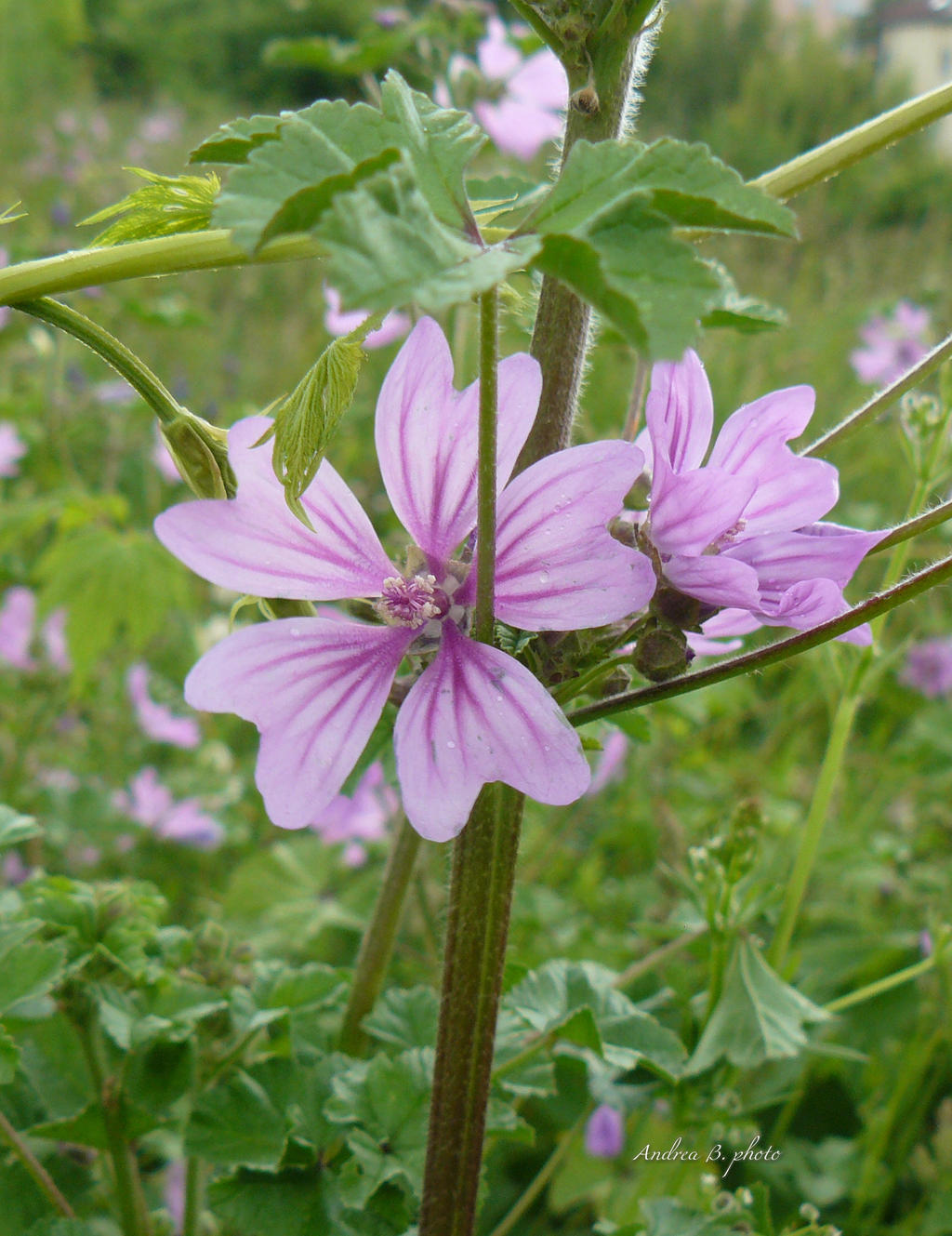 Spring and Purple