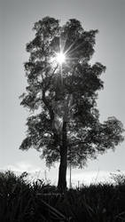 Time Capsule Imagery ~ tree of life