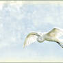 Flying Egret