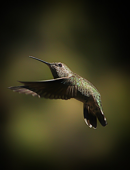 Humming Bird