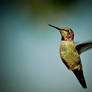 what kind of humming bird ?