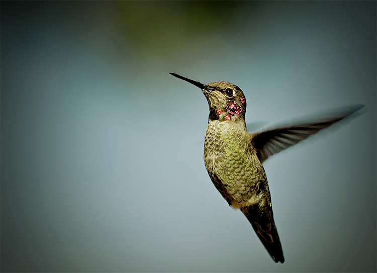 what kind of humming bird ?