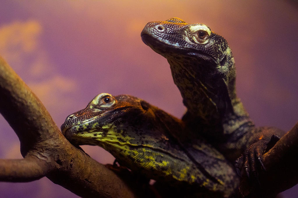 Lizard Partner Lizards in Love by voodoogmr on DeviantArt