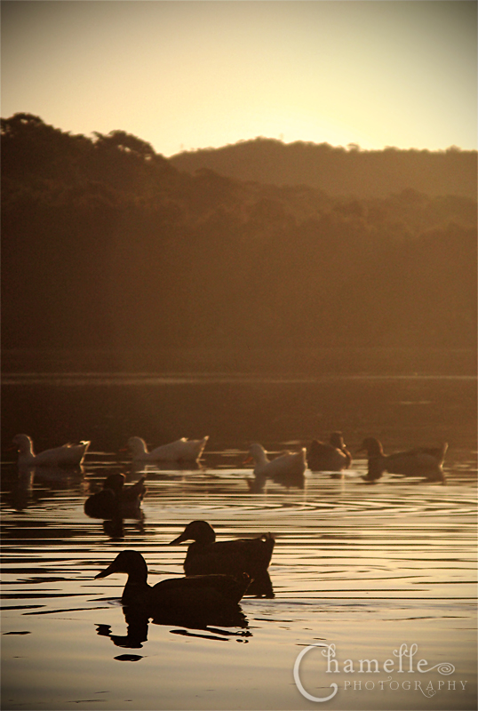 Ducks on lake at Sunset