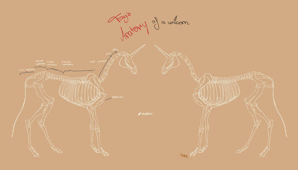 Unicorn anatomy skeleton