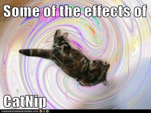 Catnip