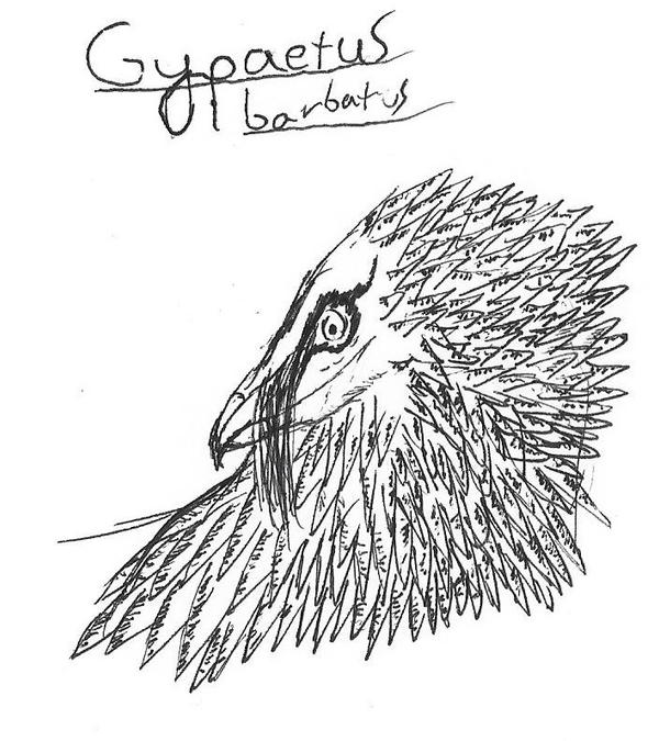 Bearded Vulture by TrilobiteCannibal on DeviantArt