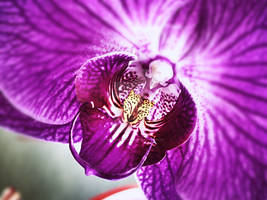 Orchid