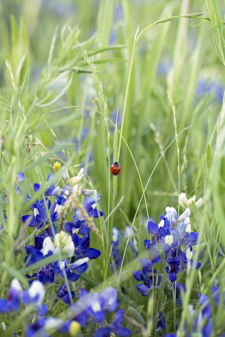 Texas Lady