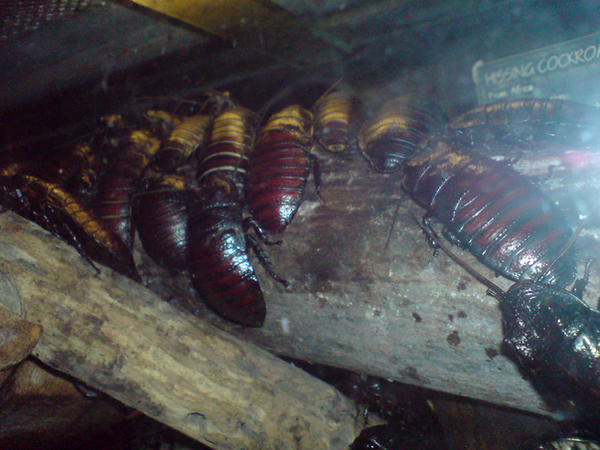 Clob Insect Insect 1 by Claibo on DeviantArt