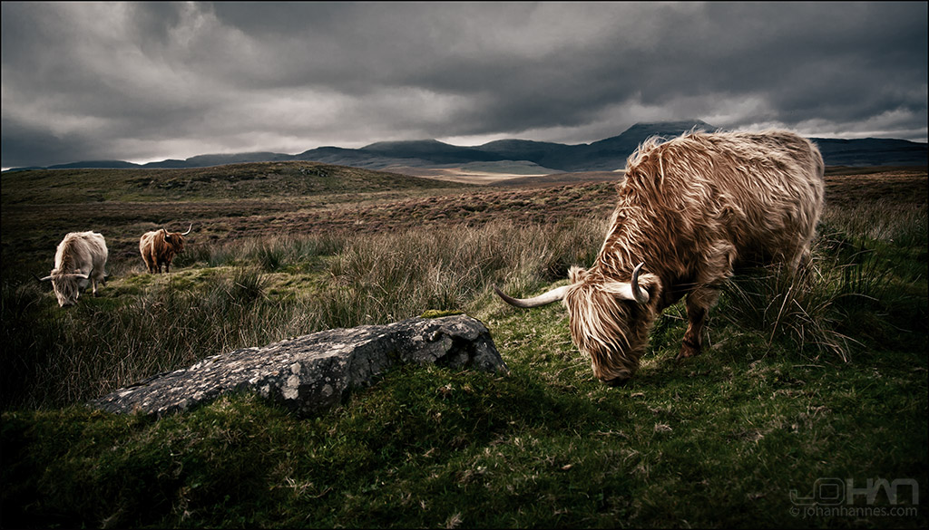 Highland Cows