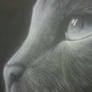 White Charcoal Cat